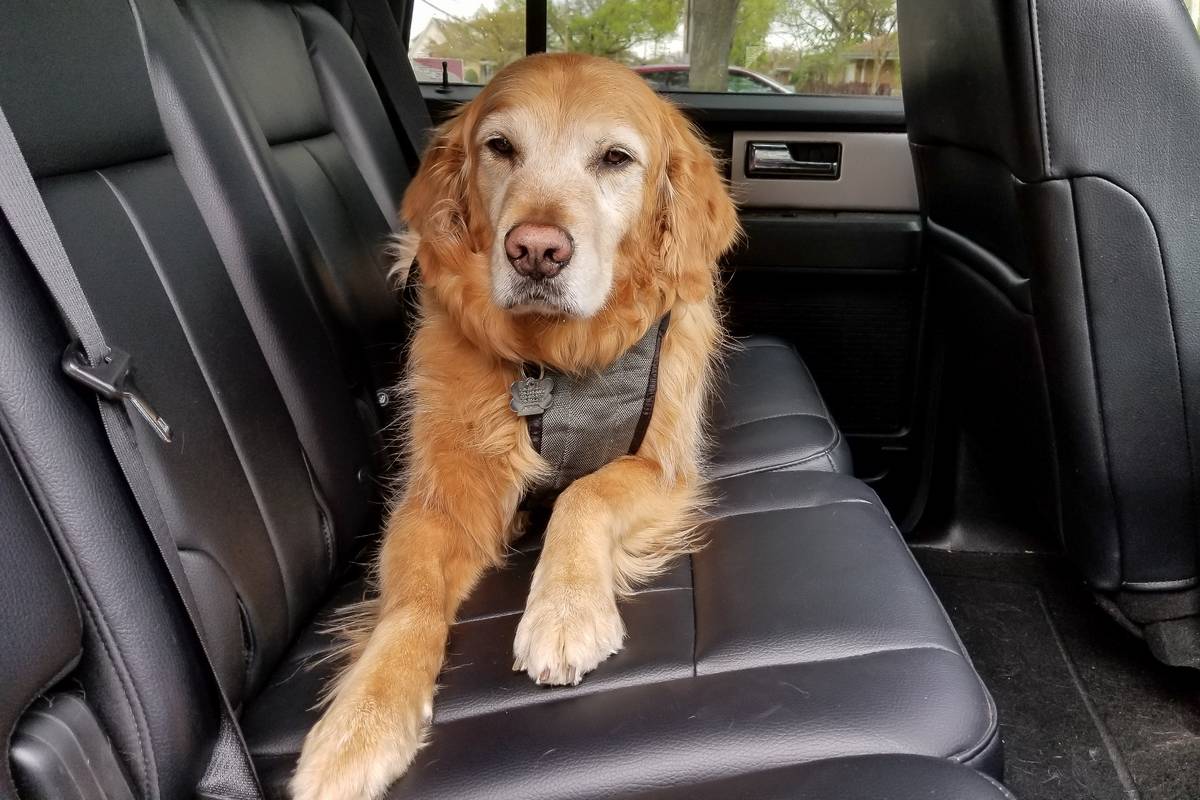 Road Tripping With Pets Here s What You Need to Know Cars