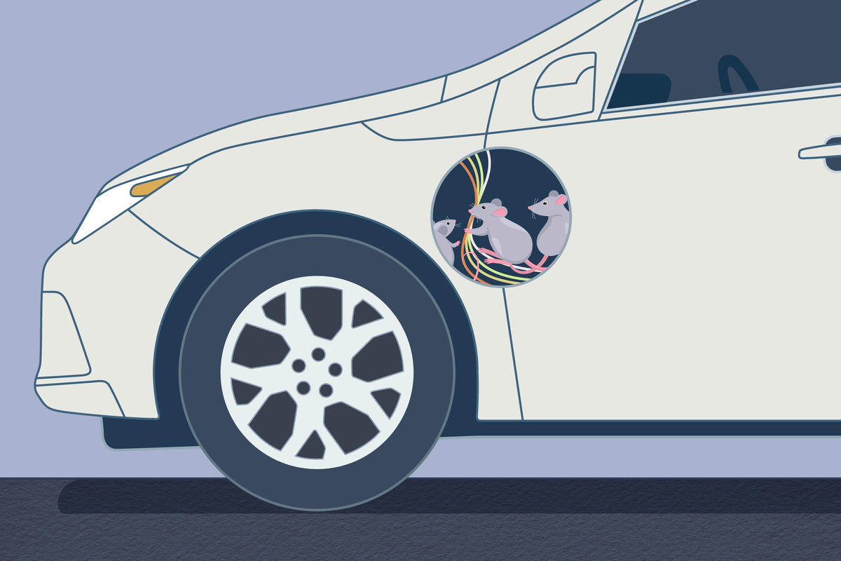 How to Keep Mice and Rodents Out of Your Car