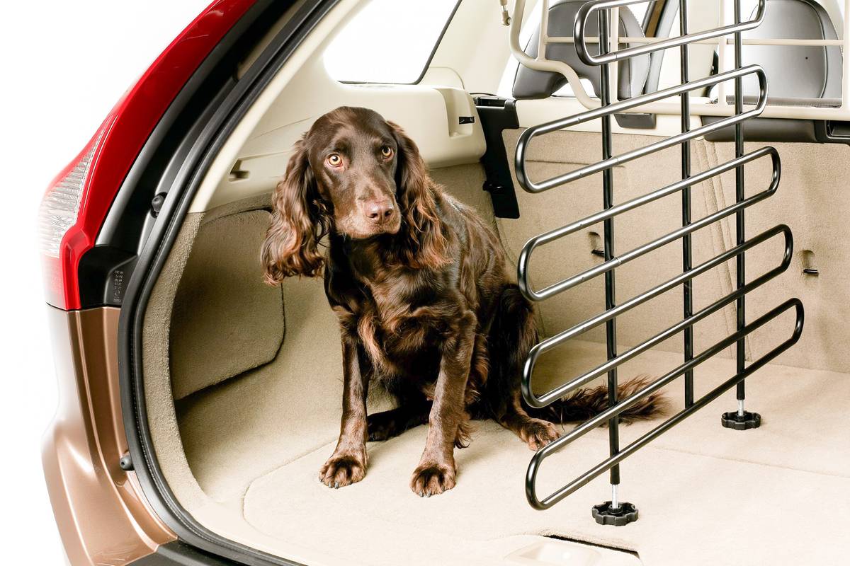 trunk divider for dogs