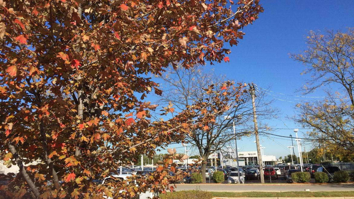 Carousel_dealership_autumn_KM.jpg