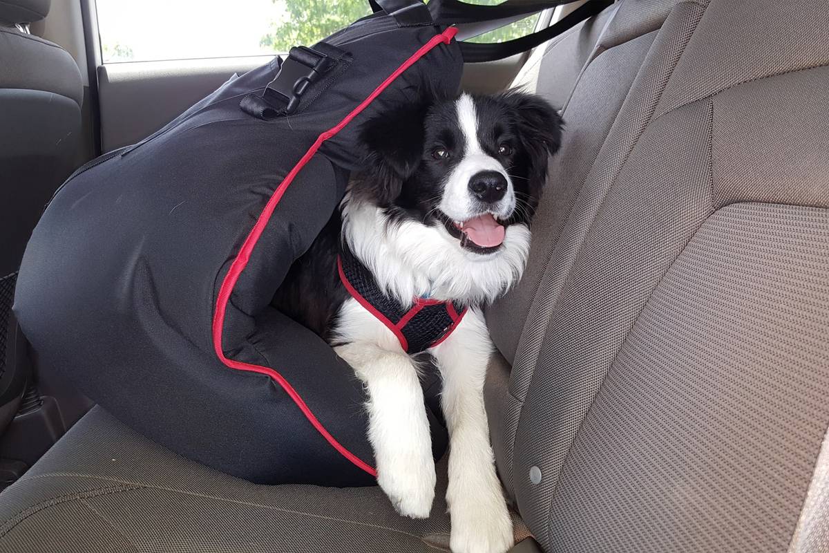 Cps certified outlet dog car seat